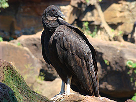 ope�enec u vodop&aacute;du Escondido